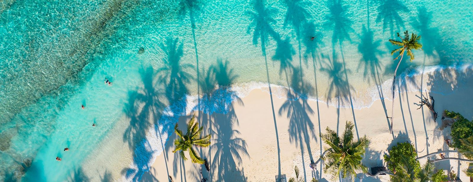 Aerial view of the Caribbean shore with palm trees
